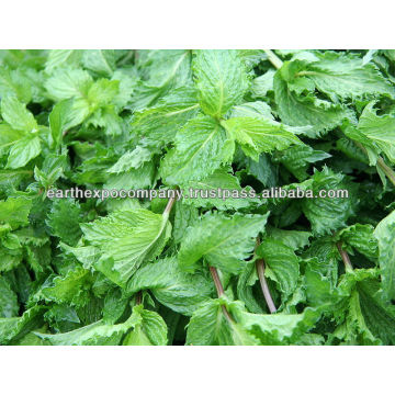 Spearmint supplier